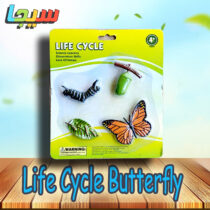 Life Cycle Butterfly