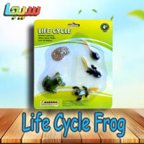 Life Cycle Frog